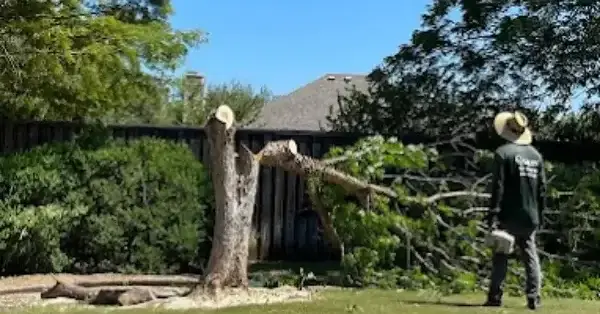 Emergency Tree Service in Flower Mound, TX