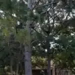 Tree Trimming Cost Shady Shores, TX