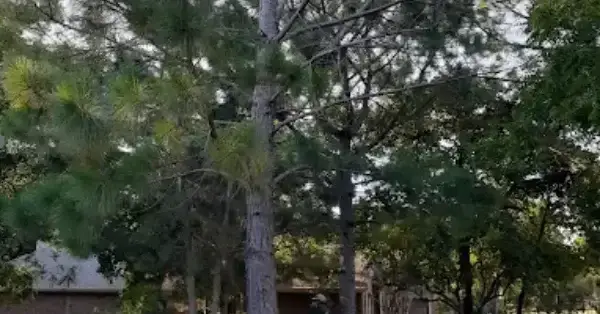 Tree Trimming Cost Shady Shores, TX