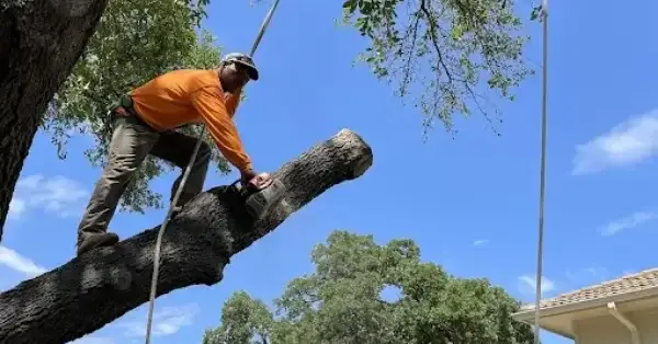 emergency tree service Frisco TX