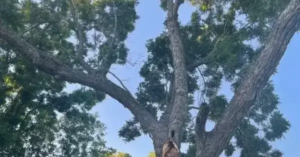 Tree Trimming Service in Flower Mound, TX