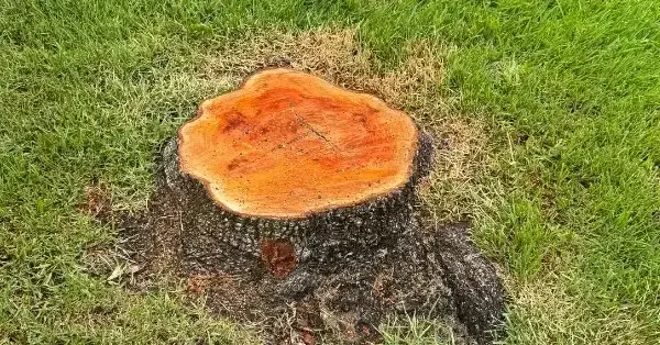 Professional Stump Removal in Colleyville, TX