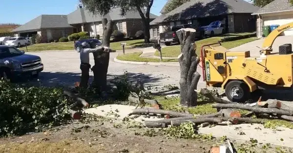 Tree removal team working in Lewisville, TX