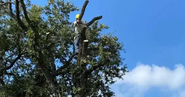 Tree Trimming in Lewisville, TX