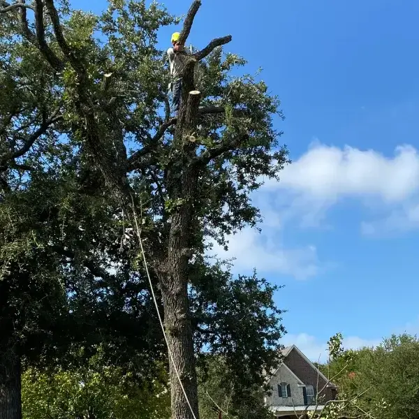 Tree Trimming in Lewisville, TX
