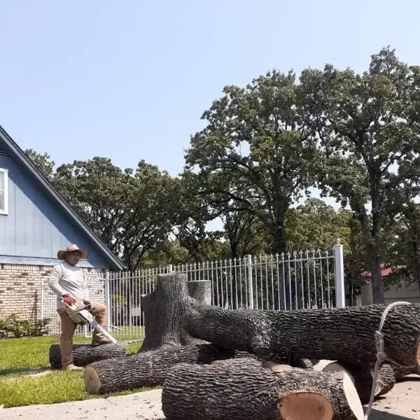 tree removal frisco tx
