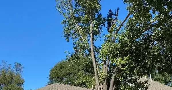 Large tree being removed from a tight spot, increasing removal cost