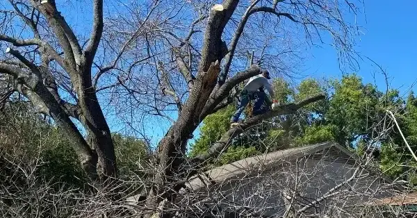 Crew performing tree removal in McKinney backyard after storm damage