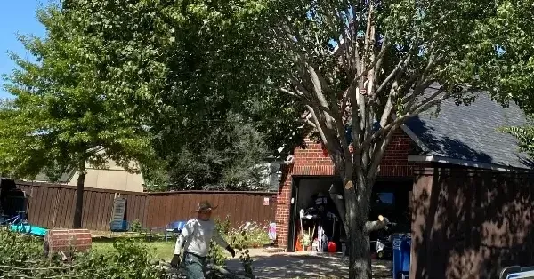 Tree Services in Colleyville, TX by Quality Tree Service DFW