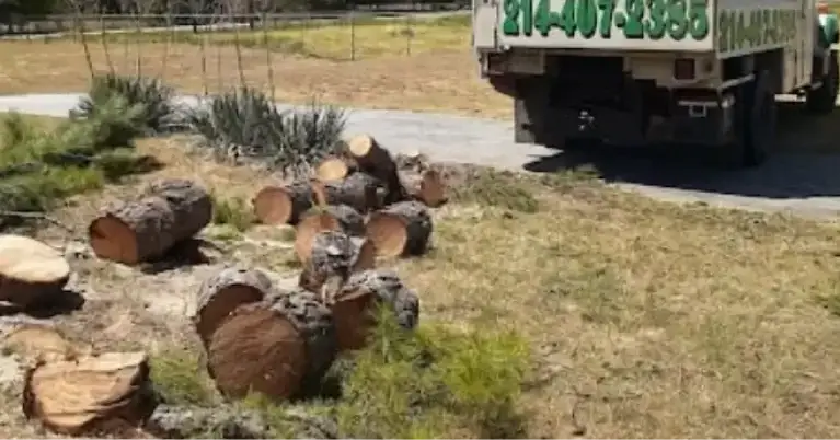Need stump removal in Grapevine, TX? Learn what to expect and how to get rid of stumps efficiently. Get expert service today!