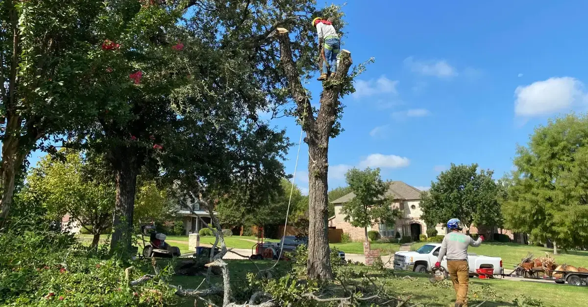 Tree Service Flower Mound: Your Trusted Partner