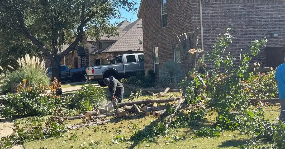 Tree Removal Experts in Shady Shores, TX, and the Metroplex Area