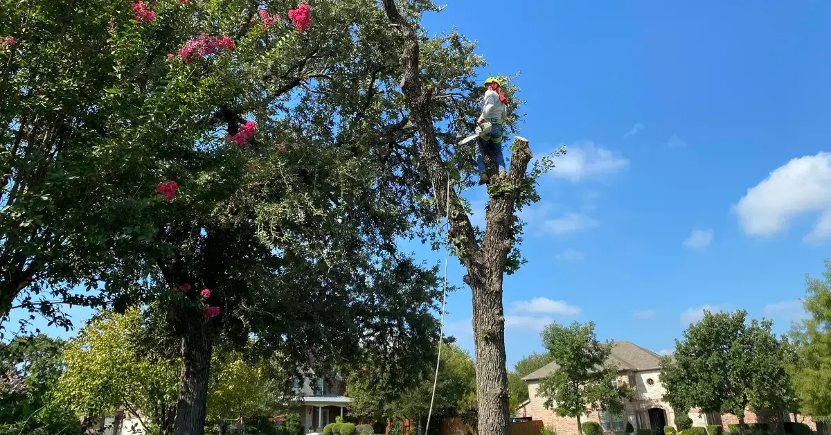 Tree Service Company | Quality Tree Service DFW