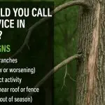 Warning signs that require a tree service in Lewisville, TX including leaning trees, dead branches, and storm damage.