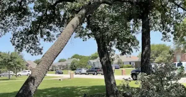 Expert tree removal in Coppell, TX