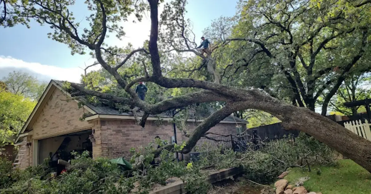 Certified arborist performing tree trimming in The Colony, TX residential yard