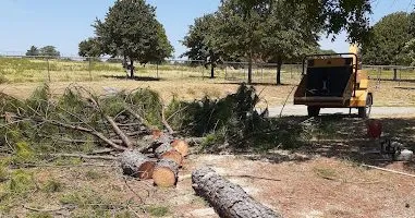 Tree removal permit requirements for homeowners in Denton, Texas