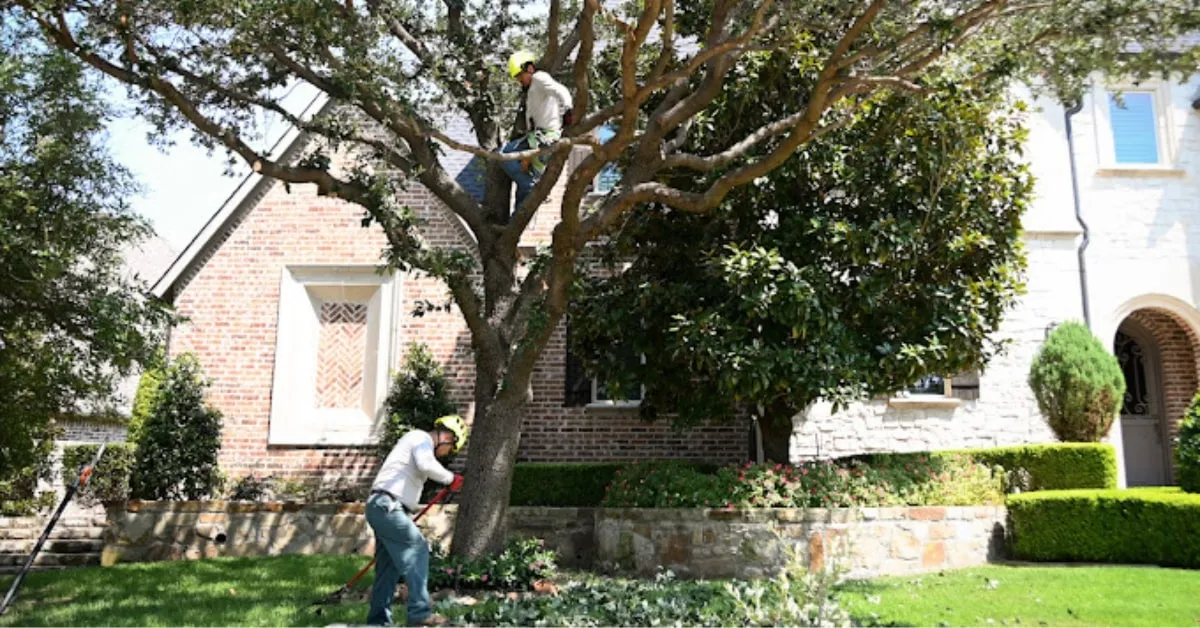 Tree service crew working safely in Dallas TX neighborhood