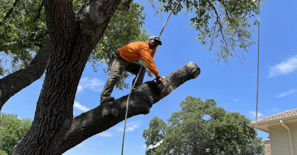 Quality Tree Service DFW trimming a large oak tree in a Dallas backyard during winter to maintain tree health and safety
